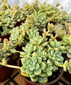 Sedum Clavatum Live Plant – Tiscalatengo Gorge Succulent in 4'' Pot - Image 4