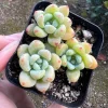 Sedum Clavatum Live Plant – Tiscalatengo Gorge Succulent – 2.5 inch Pot - Image 1