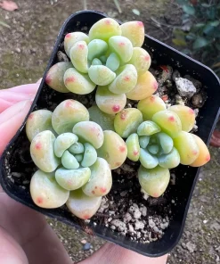 Sedum Clavatum Live Plant – Tiscalatengo Gorge Succulent – 2.5 inch Pot - Image 1