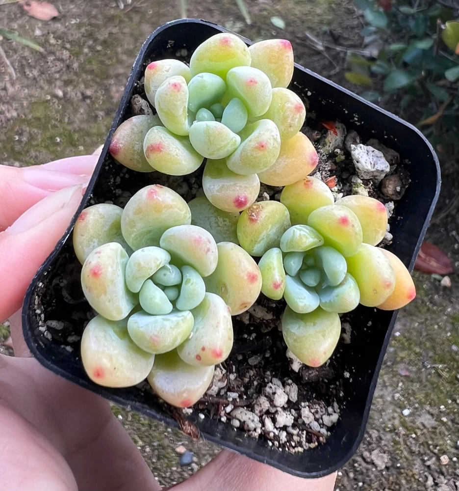 Sedum Clavatum Live Plant – Tiscalatengo Gorge Succulent – 2.5 inch Pot - Image 1