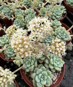 Sedum Clavatum Live Plant – Tiscalatengo Gorge Succulent in 4'' Pot - Image 5