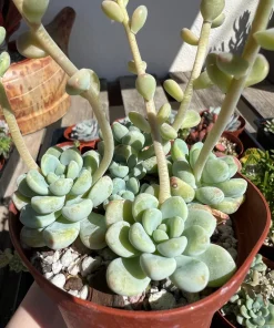 Sedum Clavatum Live Plant – Tiscalatengo Gorge Succulent in 4'' Pot - Image 6