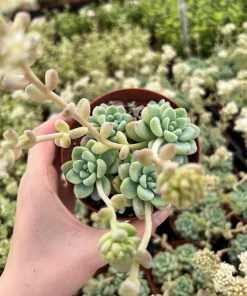 Sedum Clavatum Live Plant – Tiscalatengo Gorge Succulent in 4'' Pot - Image 7