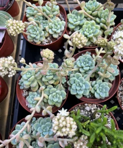 Sedum Clavatum Live Plant – Tiscalatengo Gorge Succulent in 4'' Pot - Image 8