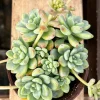 Sedum Clavatum Live Plant – Tiscalatengo Gorge Succulent in 4'' Pot - Image 1