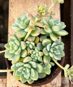 Sedum Clavatum Live Plant – Tiscalatengo Gorge Succulent in 4'' Pot - Image 1