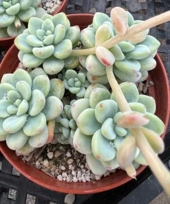 Sedum Clavatum Live Plant – Tiscalatengo Gorge Succulent in 4'' Pot - Image 9