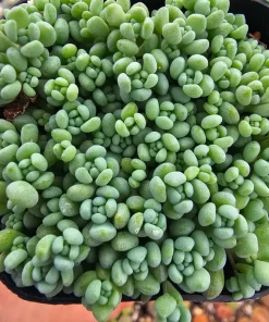 Sedum Dasyphyllum Live Succulent Plant – 2 inch Pot – Indoor/Outdoor - Image 2