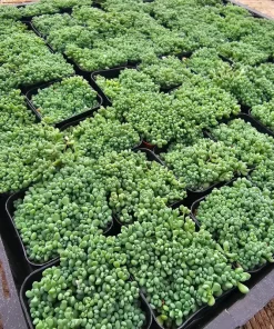 Sedum Dasyphyllum Live Succulent Plant – 2 inch Pot – Indoor/Outdoor - Image 3