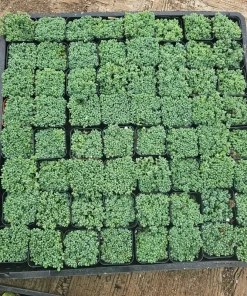 Sedum Dasyphyllum Live Succulent Plant – 2 inch Pot – Indoor/Outdoor - Image 4