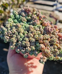 Sedum Dasyphyllum Live Succulent Plant – 2 inch Pot – Indoor/Outdoor - Image 5