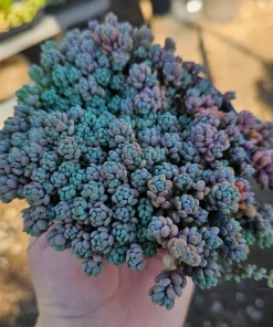 Sedum Dasyphyllum Live Succulent Plant – 2 inch Pot – Indoor/Outdoor - Image 6