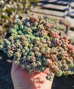 Sedum Dasyphyllum Live Succulent Plant – 2 inch Pot – Indoor/Outdoor - Image 7