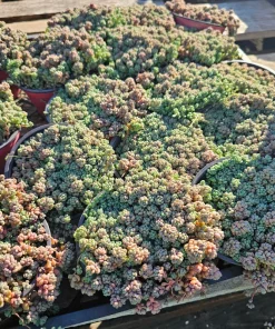 Sedum Dasyphyllum Live Succulent Plant – 2 inch Pot – Indoor/Outdoor - Image 8