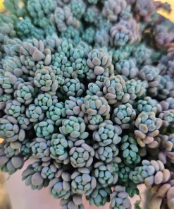 Sedum Dasyphyllum Live Succulent Plant – 2 inch Pot – Indoor/Outdoor - Image 9