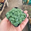 Sedum Dasyphyllum Live Succulent Plant – 2 inch Pot – Indoor/Outdoor - Image 1