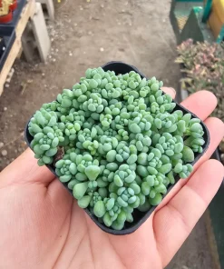Sedum Dasyphyllum Live Succulent Plant – 2 inch Pot – Indoor/Outdoor - Image 1