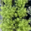 Sedum Lemon Ball Live Plant – Bright Yellow Perennial Succulent - Image 1