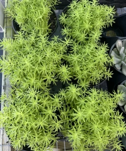 Sedum Lemon Ball Live Plant – Bright Yellow Perennial Succulent - Image 1