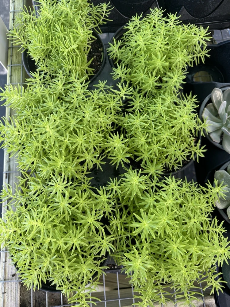 Sedum Lemon Ball Live Plant – Bright Yellow Perennial Succulent - Image 1