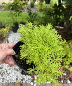 Sedum Live Plant with Pot Included - Medium Size Potted Succulent - Image 2