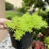 Sedum Live Plant with Pot Included - Medium Size Potted Succulent - Image 1