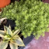 Sedum rupestre 'Angelina' Live Plant - Golden Stonecrop Ground Cover Succulent - Image 1
