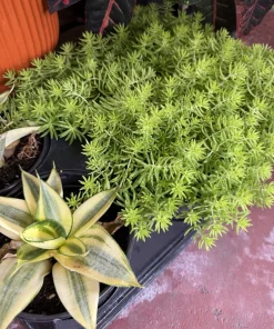 Sedum rupestre 'Angelina' Live Plant - Golden Stonecrop Ground Cover Succulent - Image 1