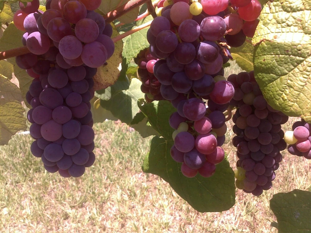 Seedless Grape Vine Live Plant Trio - Concord, Reliance, Himrod - 3 Pack Outdoor Fruit Vines - Image 2
