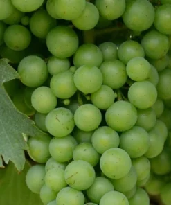 Seedless Grape Vine Live Plant Trio - Concord, Reliance, Himrod - 3 Pack Outdoor Fruit Vines - Image 3