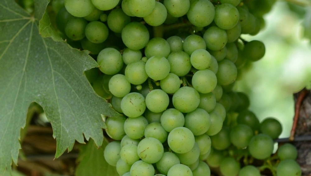 Seedless Grape Vine Live Plant Trio - Concord, Reliance, Himrod - 3 Pack Outdoor Fruit Vines - Image 3