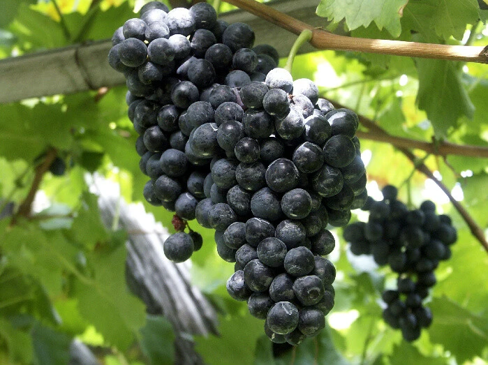 Seedless Grape Vine Live Plant Trio - Concord, Reliance, Himrod - 3 Pack Outdoor Fruit Vines - Image 4