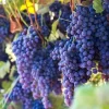 Seedless Grape Vine Live Plants - 2-Pack, 1-2 Year Old, Outdoor Fruit Vines - Image 1