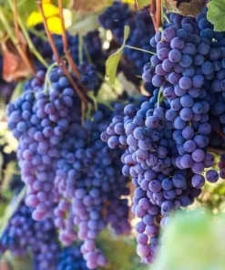 Seedless Grape Vine Live Plants - 2-Pack, 1-2 Year Old, Outdoor Fruit Vines - Image 1