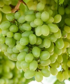 Seedless Grape Vine Plants - 2 Hope Bunch - 1-2 Year Old Live Plant - Outdoor Edible Fruit - Image 2