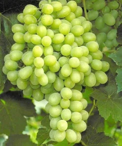 Seedless Grape Vine Plants - 2 Hope Bunch - 1-2 Year Old Live Plant - Outdoor Edible Fruit - Image 1