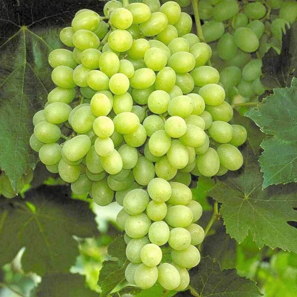 Seedless Grape Vine Plants - 2 Hope Bunch - 1-2 Year Old Live Plant - Outdoor Edible Fruit - Image 1
