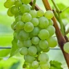 Seedless Lakemont Grape Vine Live Plant - 1-2 Year Old Well-Rooted Outdoor - Image 1