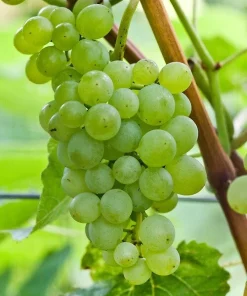 Seedless Lakemont Grape Vine Live Plant - 1-2 Year Old Well-Rooted Outdoor - Image 1