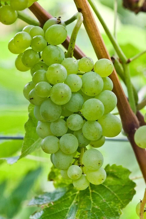 Seedless Lakemont Grape Vine Live Plant - 1-2 Year Old Well-Rooted Outdoor - Image 1