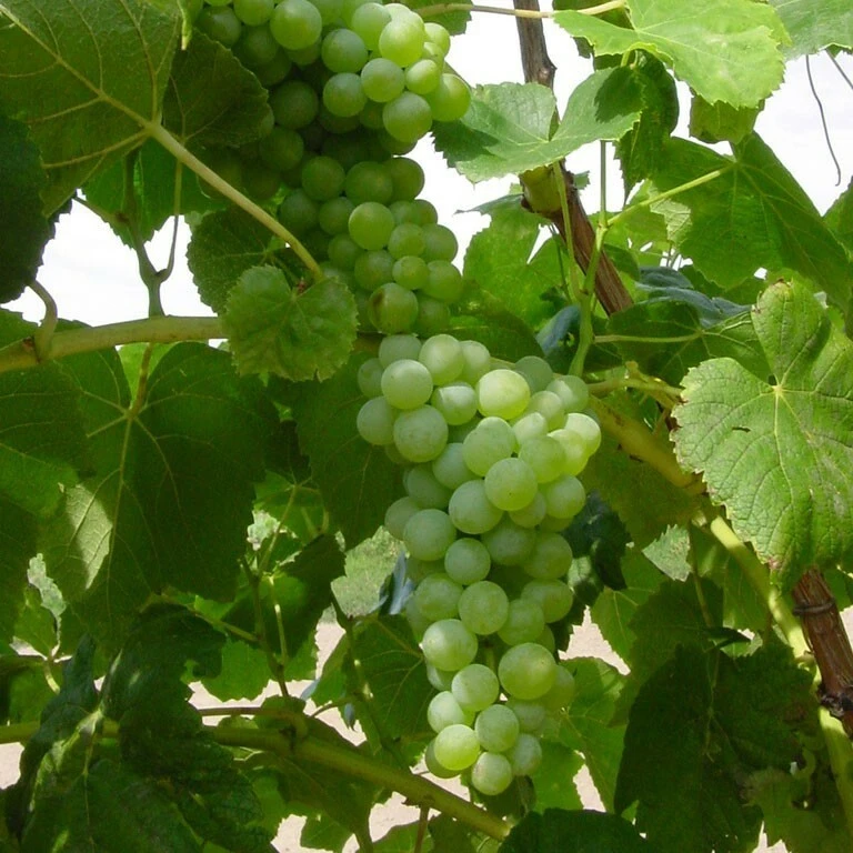 Seedless Lakemont Grape Vine Live Plant - 1-2 Year Old Well-Rooted Outdoor - Image 2
