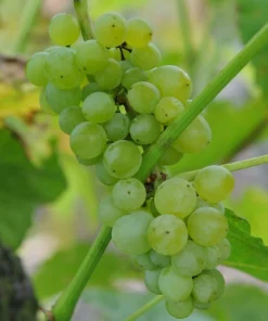 Seedless Lakemont Grape Vine Live Plant - 1-2 Year Old Well-Rooted Outdoor - Image 3