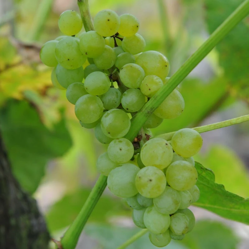Seedless Lakemont Grape Vine Live Plant - 1-2 Year Old Well-Rooted Outdoor - Image 3