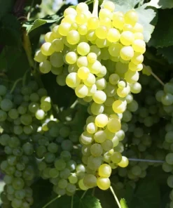Seedless Lakemont Grape Vine Live Plant - 1-2 Year Old Well-Rooted Outdoor - Image 4