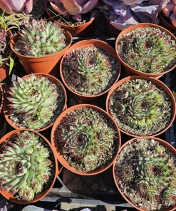 Sempervivum 'Wilderness Glow' Live Plant - 6in Hens and Chicks Succulent - Image 2