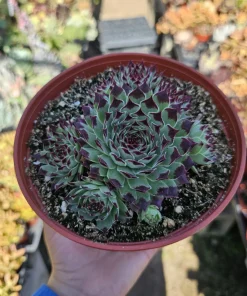 Sempervivum 'Wilderness Glow' Live Plant - 6in Hens and Chicks Succulent - Image 3