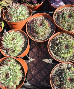 Sempervivum 'Wilderness Glow' Live Plant - 6in Hens and Chicks Succulent - Image 4