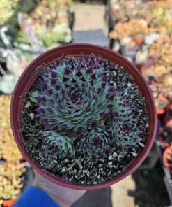 Sempervivum 'Wilderness Glow' Live Plant - 6in Hens and Chicks Succulent - Image 5