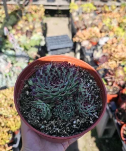 Sempervivum 'Wilderness Glow' Live Plant - 6in Hens and Chicks Succulent - Image 6
