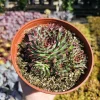 Sempervivum 'Wilderness Glow' Live Plant - 6in Hens and Chicks Succulent - Image 1